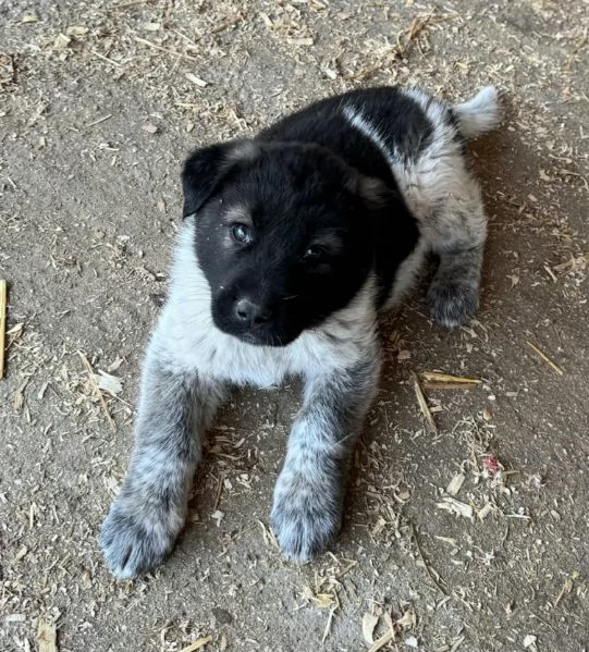 Aiko 50 giorni taglia grande  | Foto 5