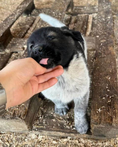 Aiko 50 giorni taglia grande  | Foto 4