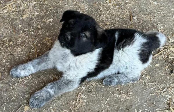 Aiko 50 giorni taglia grande 