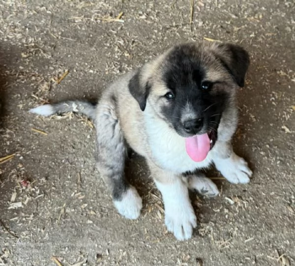 Momo 50 giorni taglia grande | Foto 3