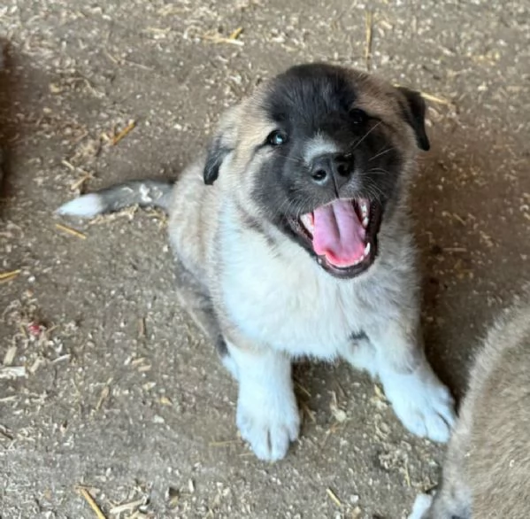 Momo 50 giorni taglia grande