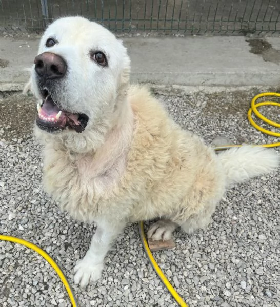 Beethoven 4 anni Taglia gigante  | Foto 3