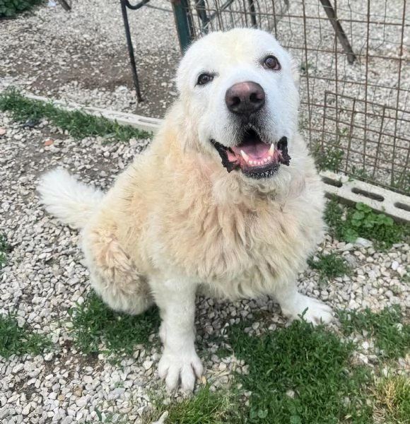 Beethoven 4 anni Taglia gigante  | Foto 2