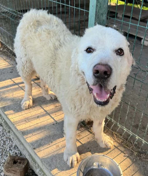 Beethoven 4 anni Taglia gigante  | Foto 1