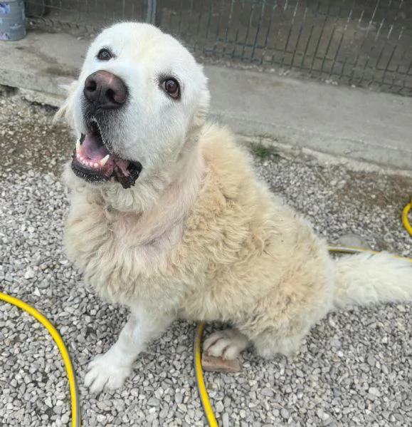 Beethoven 4 anni Taglia gigante  | Foto 0