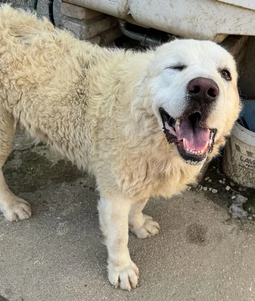 Beethoven 4 anni Taglia gigante 