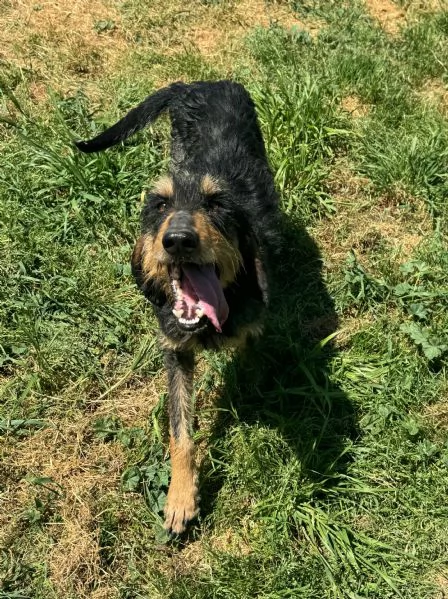 Aramis 5 anni segugio  | Foto 4