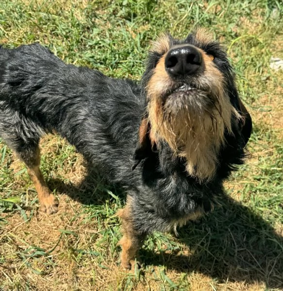 Aramis 5 anni segugio  | Foto 2