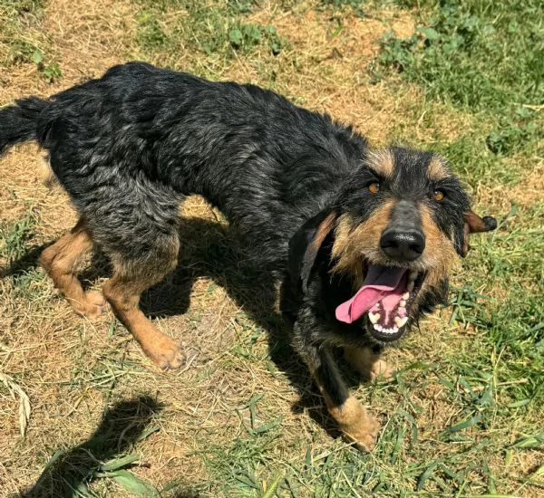 Aramis 5 anni segugio 