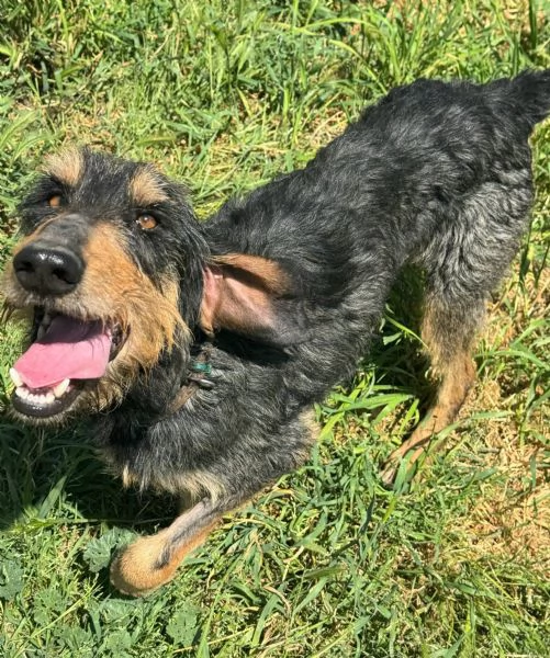 Aramis 5 anni segugio  | Foto 1