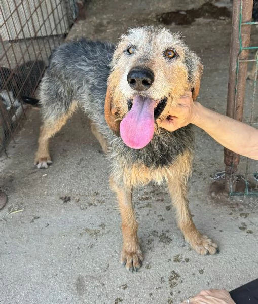 Athos 5 anni segugio pelo ruvido | Foto 2