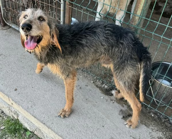 Athos 5 anni segugio pelo ruvido | Foto 1