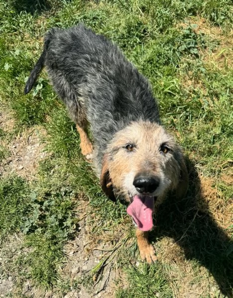 Athos 5 anni segugio pelo ruvido | Foto 0