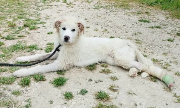 Ettore 6 mesi adozione del cuore | Foto 2