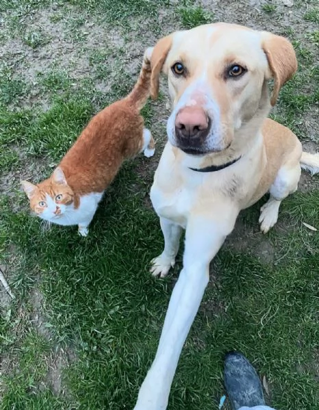 Lily 2 anni mix labrador | Foto 1
