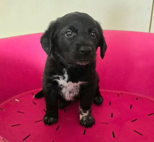 Milla 2 mesi taglia media  | Foto 0