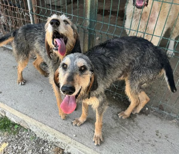 Porthos 5 anni segugio  | Foto 4