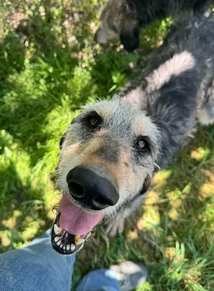 Porthos 5 anni segugio  | Foto 3