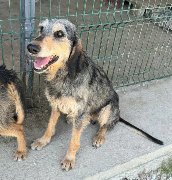 Porthos 5 anni segugio  | Foto 0