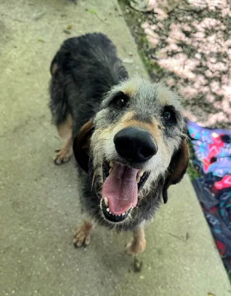 Porthos 5 anni segugio 