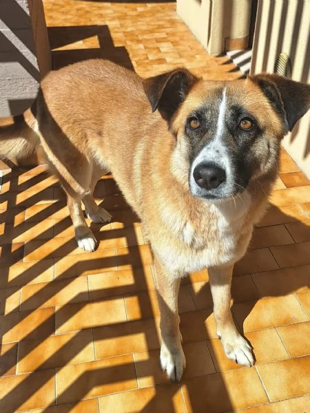 Ambra 4 anni Taglia grande | Foto 2