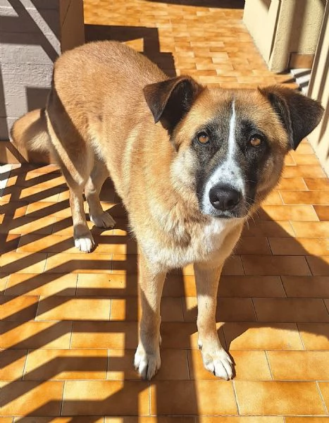 Ambra 4 anni Taglia grande | Foto 0