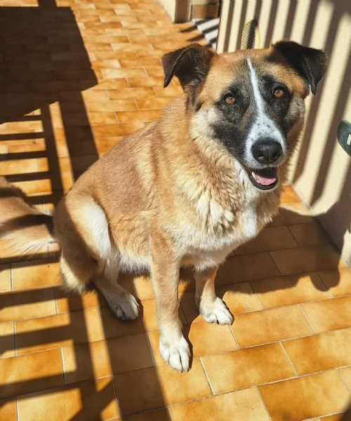 Ambra 4 anni Taglia grande