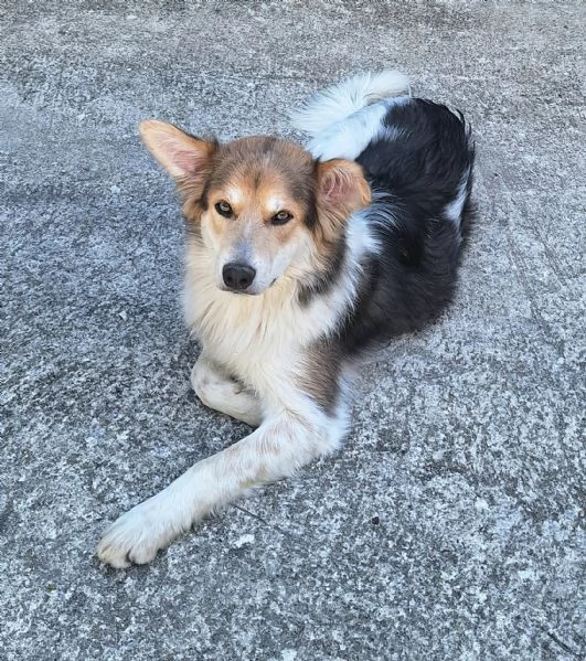 Kaan 8 mesi mix border collie  | Foto 3