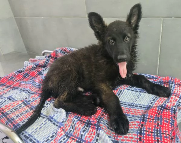 Mustaf&agrave; 2 mesi mix pastore tedesco  | Foto 2