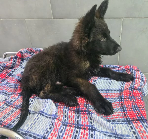 Mustaf&agrave; 2 mesi mix pastore tedesco  | Foto 1