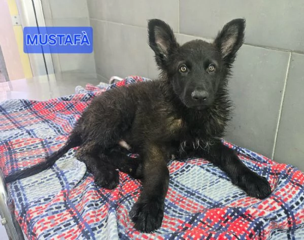 Mustaf&agrave; 2 mesi mix pastore tedesco 