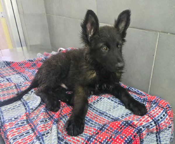 Mustaf&agrave; 2 mesi mix pastore tedesco  | Foto 0