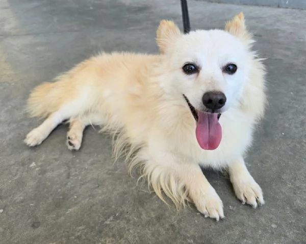 Linus 6 anni Taglia piccola  | Foto 3