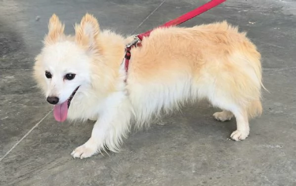 Linus 6 anni Taglia piccola  | Foto 2