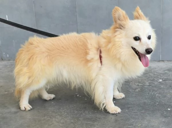 Linus 6 anni Taglia piccola  | Foto 1