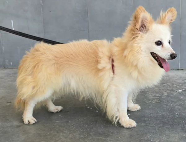 Linus 6 anni Taglia piccola 