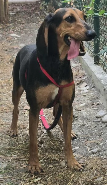 Urania 3 anni segugio italiano  | Foto 3