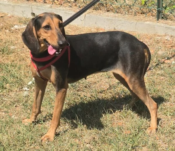 Urania 3 anni segugio italiano  | Foto 2