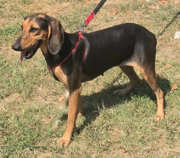 Urania 3 anni segugio italiano  | Foto 1