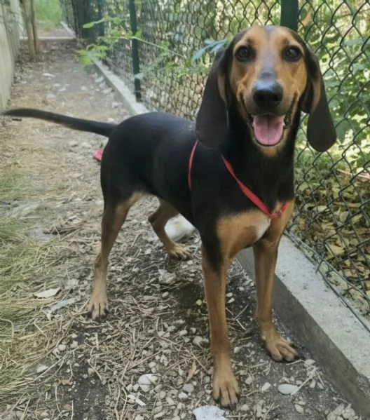 Urania 3 anni segugio italiano 