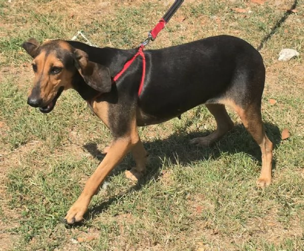 Urania 3 anni segugio italiano  | Foto 0