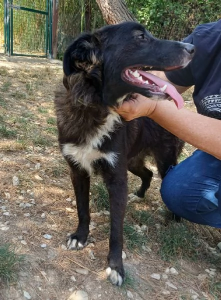 Tyson 9 mesi mix border collie  | Foto 2