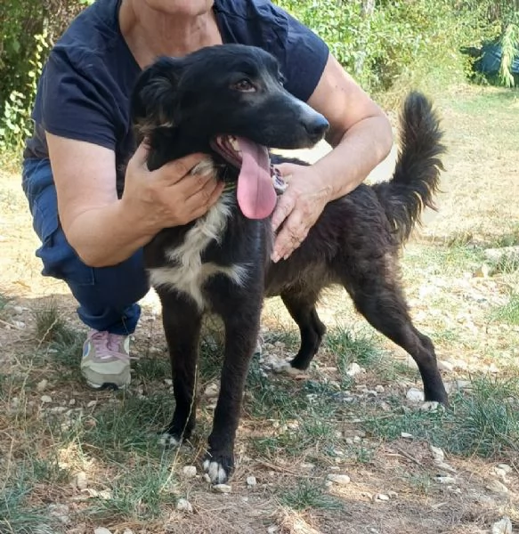 Tyson 9 mesi mix border collie  | Foto 1