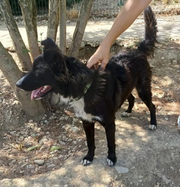 Tyson 9 mesi mix border collie  | Foto 0
