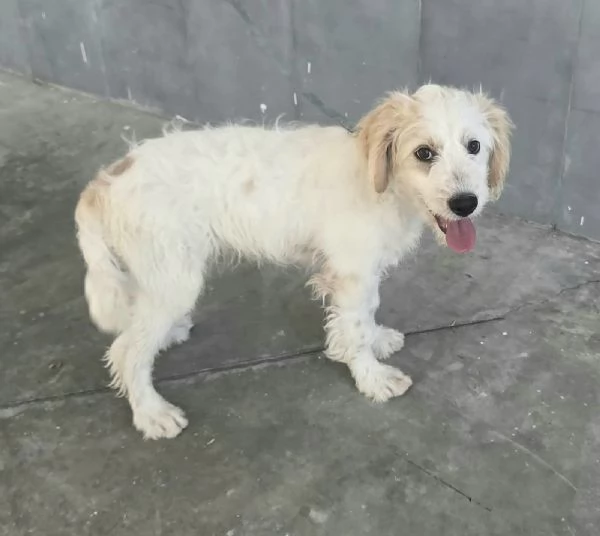 Oliver 4 mesi taglia media contenuta 