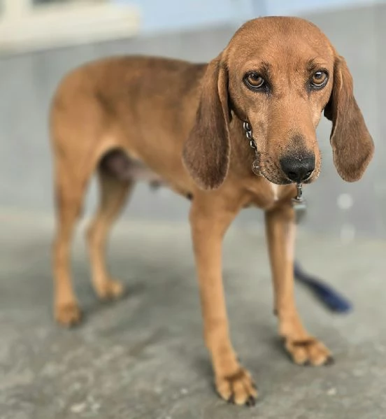 Eugenia 3 anni segugia | Foto 3
