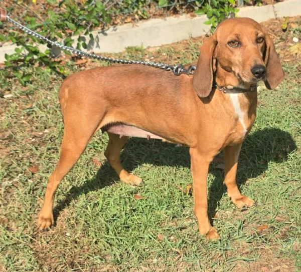 Eugenia 3 anni segugia