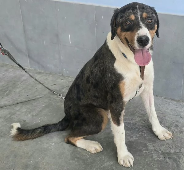 Berlioz 1 anno mix pastore australiano 