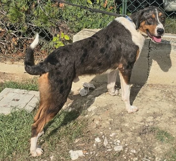 Berlioz 1 anno mix pastore australiano  | Foto 3