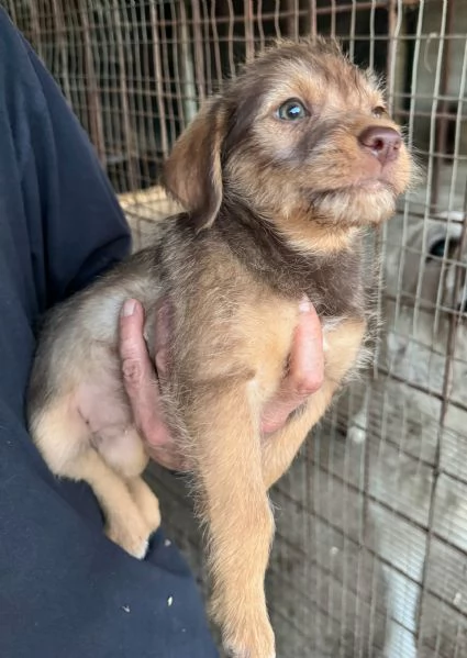 Nastja 2 mesi mix lagotto  | Foto 2